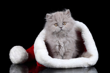 Little funny kitten in a cap of Santa Claus