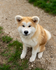 chien akita inu assis, vu en plongé, chien attentif au spectateur