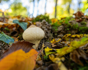 champignon solitaire