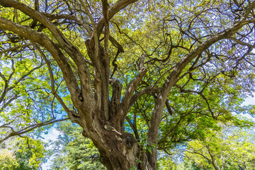 Fototapeta na wymiar Green tree in the spring season