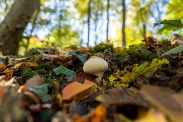 champignon, gros plan de vesse de loup 