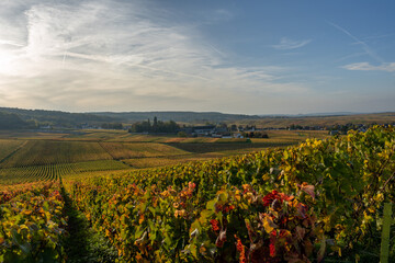 Fototapeta na wymiar paysage de vignoble champenois