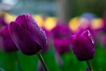 Purple tulips with waterdrops on petals. Tulip wallpaper or canvas print photo.