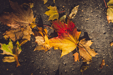 Autumn leaves on the ground