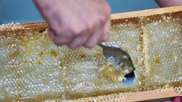 beekeeper honey harvesting fresh golden organic raw acacia honey hive indoors