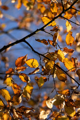 Feuillages d'automne sur fond de ciel bleu