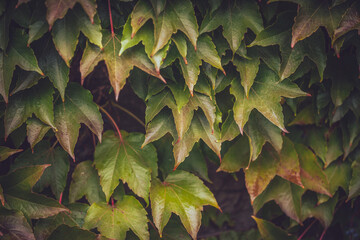 Beautiful autumn leaves wallpaper, background