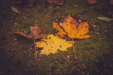 Autumn maple leaves on the ground