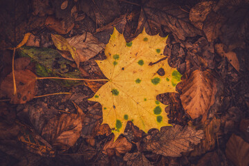 Autumn maple leaf on the ground