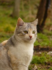Vertical shot of a cute fluffy Ceylon cat in a park looking aside - obrazy, fototapety, plakaty