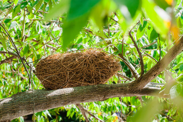 A natural bird nest on the tree at Wat Pa Klong11 ( Naga Temple ) at Pathum Thani city , Thailand