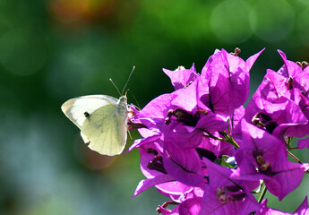 butterfly on flower