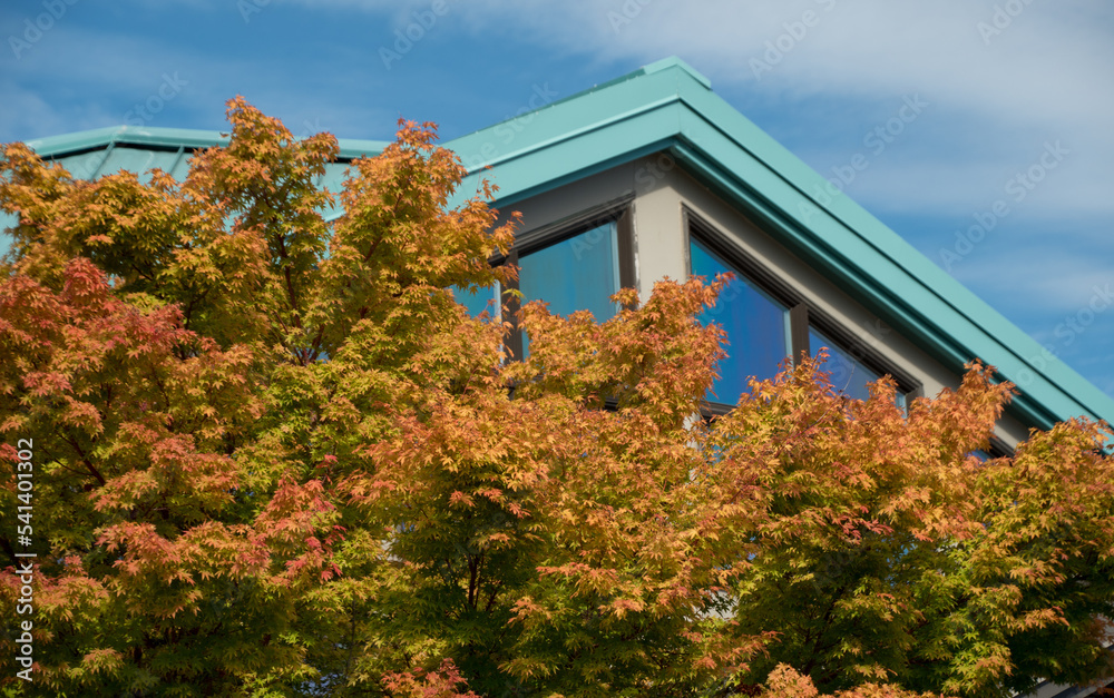 Wall mural rich autumn colors on a maple in front of a cottage in edmonds