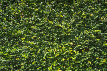 Stonewall covered with green and fresh natural plant on the wall decoration gardening.