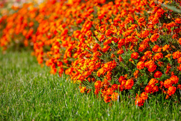 Red and orange flowers close up. Bouquet of yellow flowers. City flower beds, a beautiful and well-groomed garden with flowering bushes.