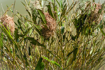  The natural bird nest on papyrus plant at Wat PA Klong11 ( Naga Temple ) at Pathum Thani city ,...
