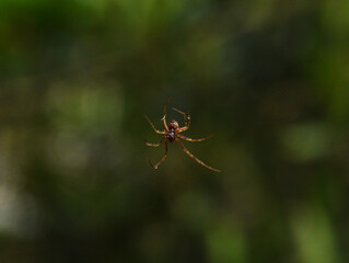 spider on the web