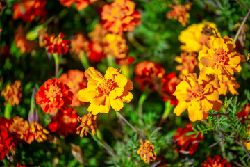 Red and orange flowers close up. Bouquet of yellow flowers. City flower beds, a beautiful and well-groomed garden with flowering bushes.