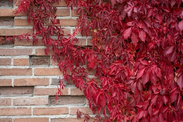 Autumn colors, Virginia creeper on the brick wall