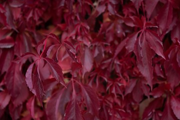 Autumn colors, Virginia creeper on the brick wall
