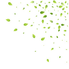 Leaves Green Falling Flying Foliage Leaf Tea Mint