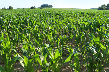 Beautiful agricultural field with green corn plants on sunny day