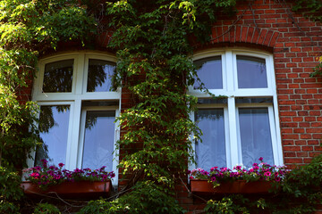 Red brick building overgrown with green creeper plant and beautiful flowers under windows