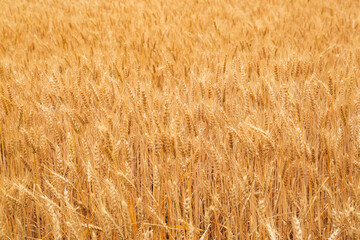 Beautiful agricultural field with ripe wheat crop