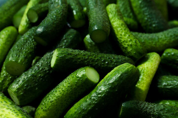 Fresh ripe cucumbers as background, closeup. Pickling vegetables