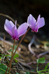 Closeup of the Pink flower of ivy-leaved cyclamen