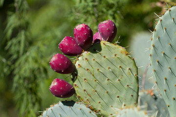 Closeup of Prickly pear cactus with nopales and red fruits