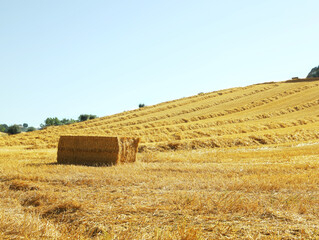 Fototapeta premium One hay bale outdoors on sunny day, space for text
