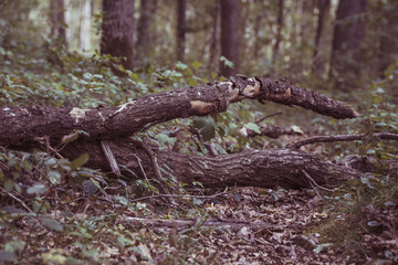 branch lies on the floor in the woods on an grey autumn day