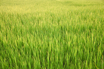 rice field at sunset and sky