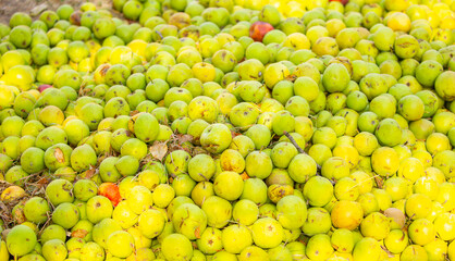 Fallen apples lie on the ground. Harvest of apples on a plantation in the garden. Fruit trees with apples. Ripe fruits on the branches of a tree. Gardening in agriculture.