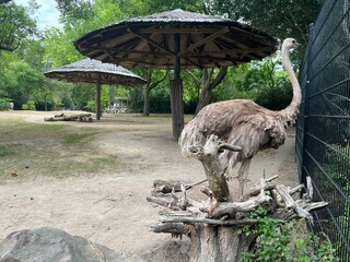 Beautiful grey African ostrich in zoo enclosure