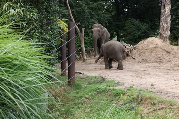 Pair of adorable elephants walking in zoological garden