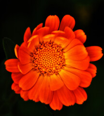 orange gerber daisy