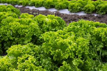 lettuce in a garden - 541405965
