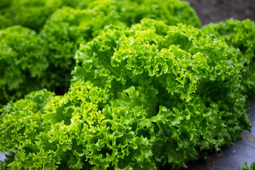 green lettuce leaves - 541406114