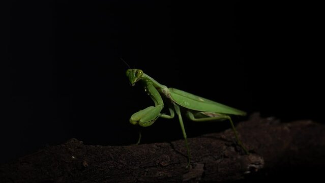 Close up photo of a Green praying mantis (Mantis religiosa) Asian Praying Mantis (Hierodula membranacea) isolated on black background.