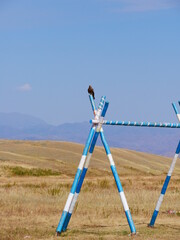 Falcon sitting on a wooden post in Kazakhstan