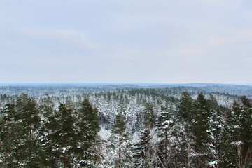 View over a spruce forest covered with snow, winter scenery. Selective focus