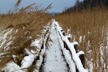 Fototapeta na wymiar Wooden path through reeded thickets on the lake covered with snow. Winter scenery. Selective focus