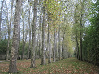 Tall trees in the park. Scenic pathway in the garden