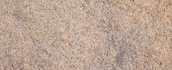 Rice husk. Yellow rice husk background. Beautiful chaff meat. Farmers and agriculture.