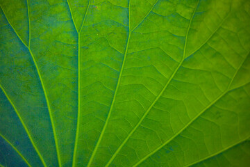 Green lotus leaf, background, green leaf texture