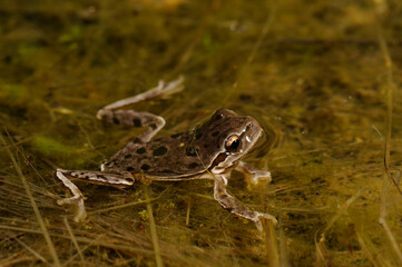 Sardinian tree frog, Tyrrhenian tree frog // Tyrrhenischer Laubfrosch (Hyla sarda) - Sardinia, Italy