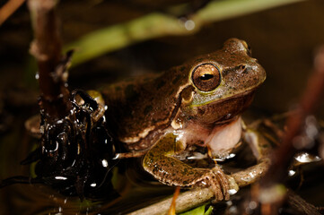 Sardinian tree frog, Tyrrhenian tree frog // Tyrrhenischer Laubfrosch (Hyla sarda) - Sardinia, Italy