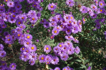 Florescence of purple Symphyotrichum novae-angliae in October